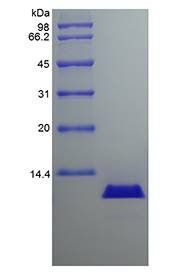 Canine IL-8 protein