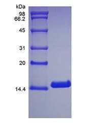 Canine IL3 protein