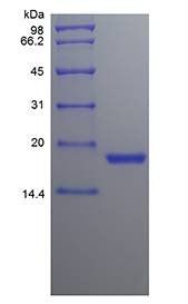 Canine SCF protein