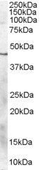 PCDHA6 antibody