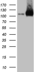 CANT1 antibody