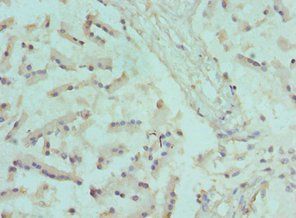 CANT1 Antibody