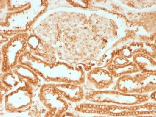 CANX Antibody