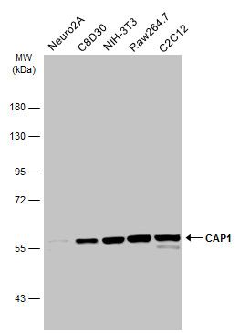 CAP1 Rabbit Polyclonal Antibody
