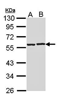 CAP1 antibody