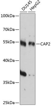 CAP2 antibody