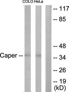 Caper antibody