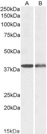 Goat anti-CAPG (aa205-217) Antibody