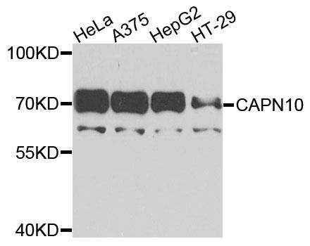 CAPN10 antibody