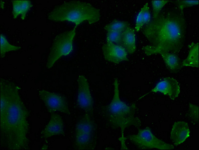 CAPN10 Antibody