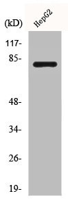 CAPN11 Antibody
