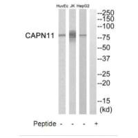 CAPN11 Antibody