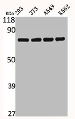 CAPN12 antibody