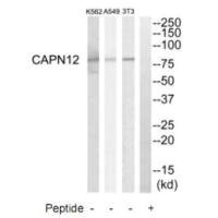 CAPN12 antibody