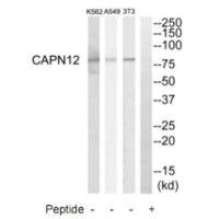 CAPN12 Antibody