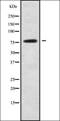 CAPN13 antibody