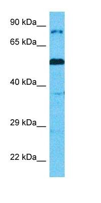 CAPN14 antibody
