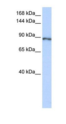 CAPN15 antibody