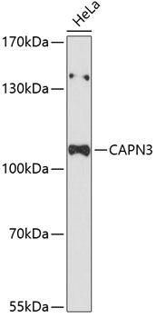 CAPN3 antibody