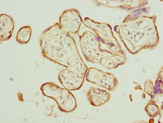 CAPN6 Antibody