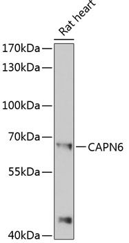 CAPN6 antibody