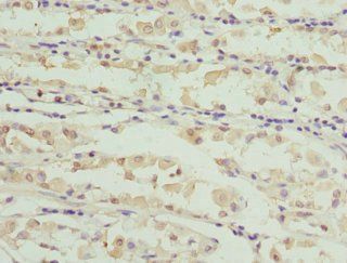 CAPNS1 Antibody