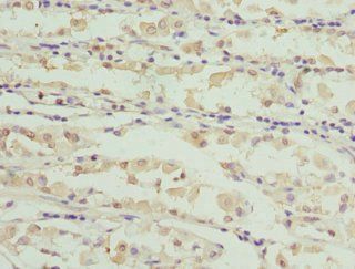 CAPNS1 antibody