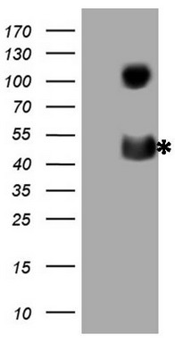 CAPON (NOS1AP) antibody