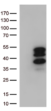 CAPON (NOS1AP) antibody
