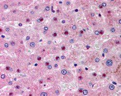 Goat anti-CAPON / NOS1AP Antibody