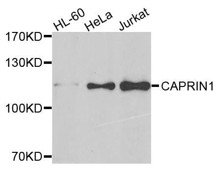 CAPRIN1 antibody