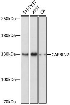 CAPRIN2 antibody