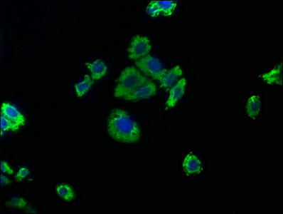 CAPRIN2 antibody