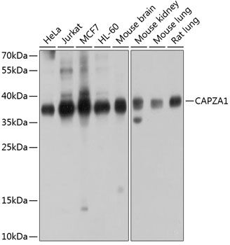 CAPZA1 antibody