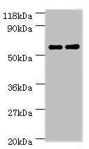 Carboxylesterase 1C antibody
