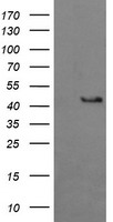 Carboxypeptidase A (CPA1) antibody