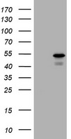 Carboxypeptidase A (CPA1) antibody