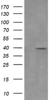 Carboxypeptidase A Antibody