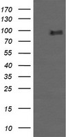 Carboxypeptidase A2 (CPA2) antibody