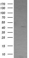 Carboxypeptidase A2 (CPA2) antibody