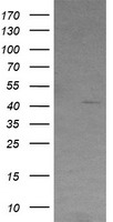 Carboxypeptidase A2 Antibody