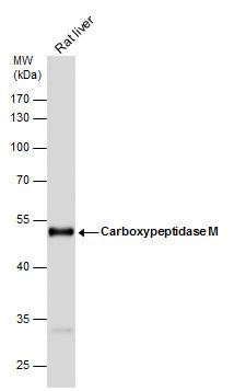 Carboxypeptidase M antibody