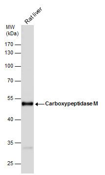 Carboxypeptidase M antibody [N1C2]