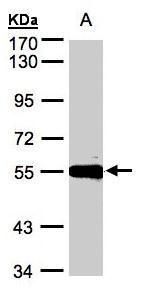 Carboxypeptidase M Rabbit Polyclonal Antibody
