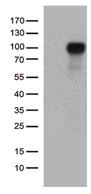 Carboxypeptidase M (CPM) antibody