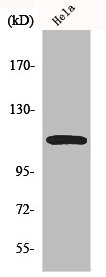 CARD10 Antibody