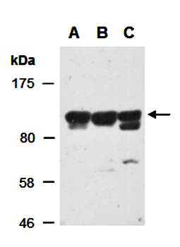 CARD10 (C) Antibody, Rabbit Polyclonal
