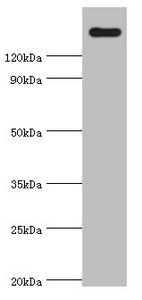 CARD11 Antibody