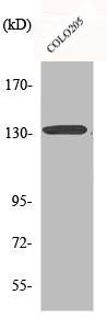 CARD11 antibody