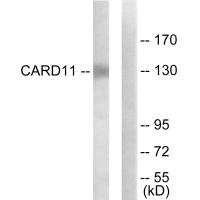 CARD11 Antibody